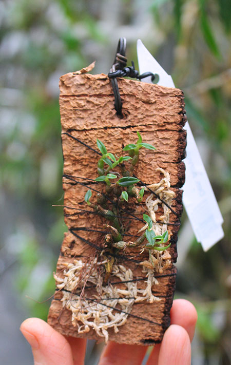 Dendrobium parvulum white.jpg