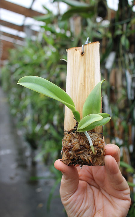 Cattleya dowiana x self (Rosita type).jpg