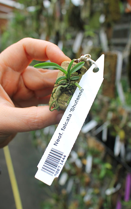 Neofinetia falcata 'Shutenno'.jpg