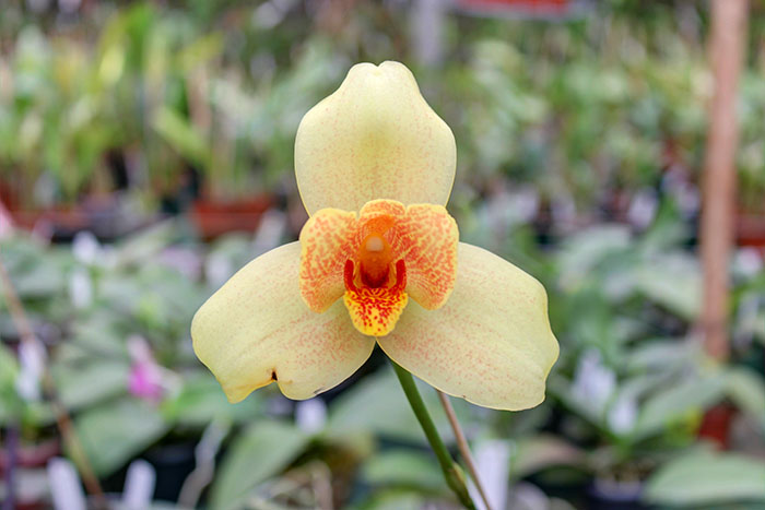 Lycaste Arashiyama (macrobulbon x Shoalhaven 'Kobe').jpg