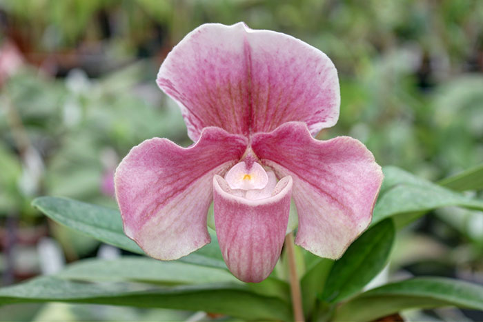 Paphiopedilum Winston Churchill x bellatulum.jpg