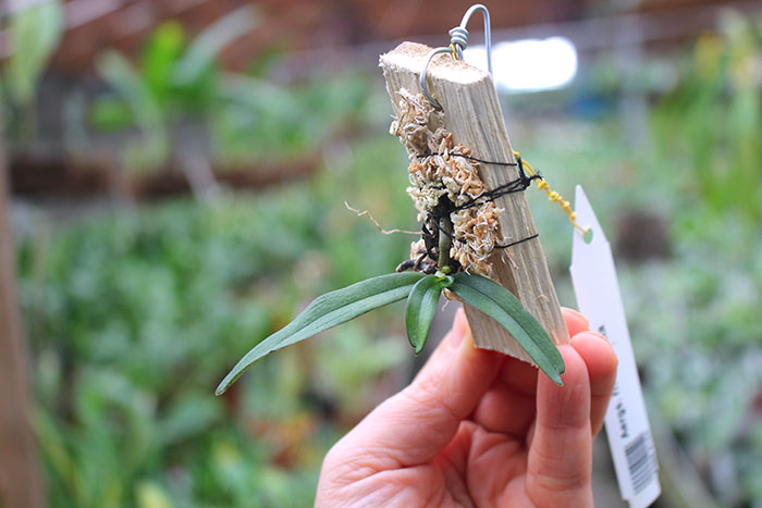 Aerangis rhodosticta.jpg