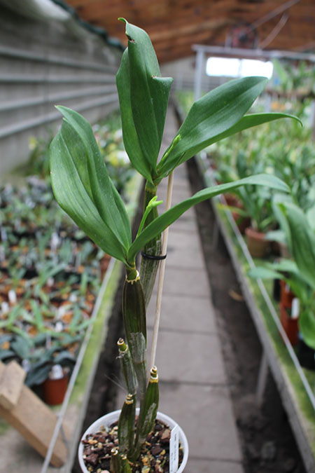 Dendrobium Fire Wings (Big Alex x Silver Wings) (4N).jpg