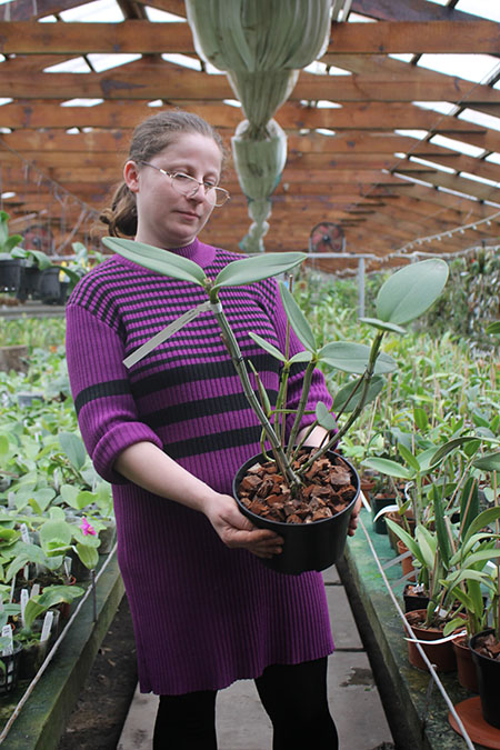 Cattleya amethystoglossa.jpg