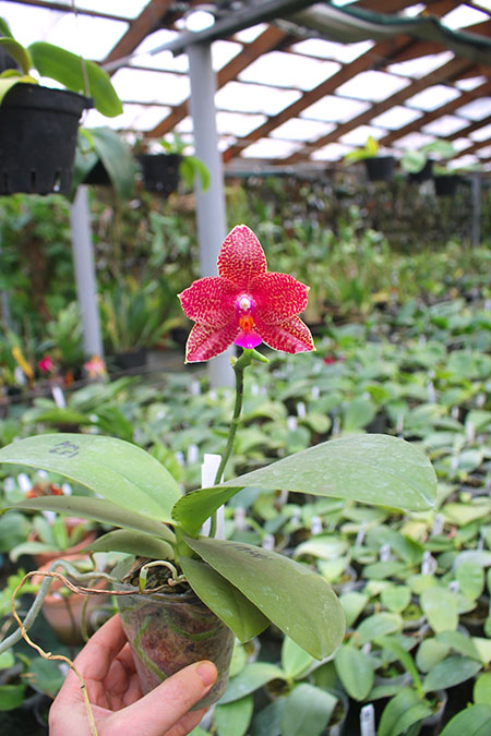 Phalaenopsis Mituo Golden 'M-2' x Ld's Bear Queen.jpg