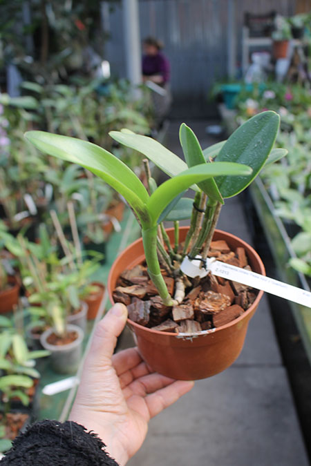 Cattleya intermedia orlata 'Pedra Azul' x intermedia 'Quantum'.jpg