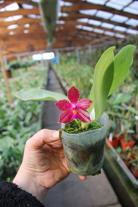 Phalaenopsis (Yungho Gelblitz x venosa) x lueddemanniana Yungho.jpg