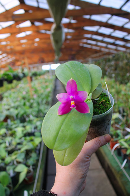 Phalaenopsis Yaphon Red Jewel x Hawaii Dragon Girl.jpg