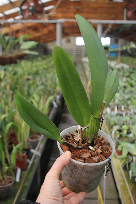 Rhyncholaeliocattleya Chomthong Fancy.jpg