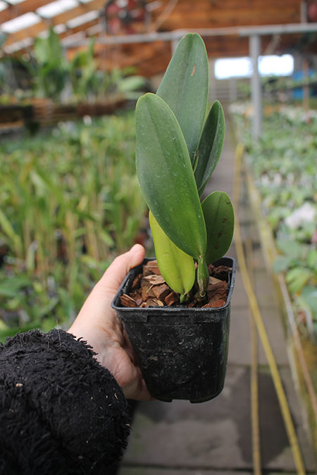 Rhyncholaeliocattleya Village Chief Rose.jpg