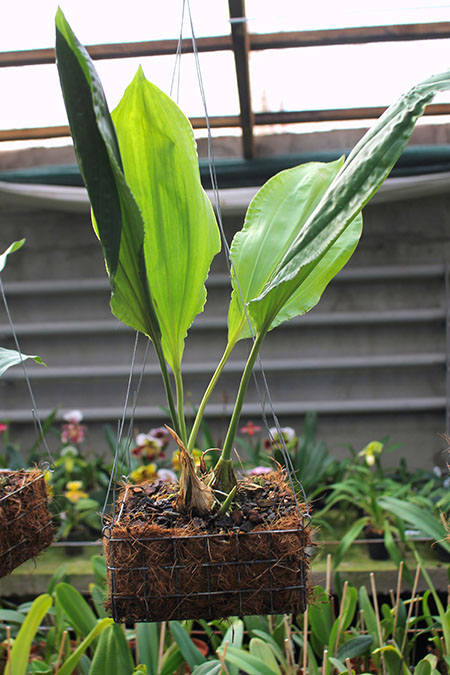 Stanhopea platyceras.jpg