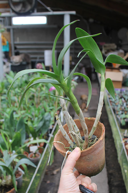 Dendrobium Chao Praya Gem.jpg