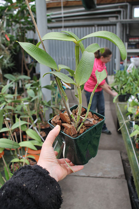 Cattleya amethystoglossa dark spots x sib.jpg