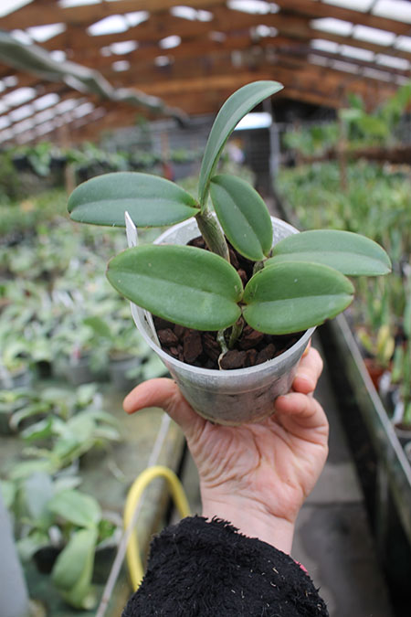 Cattleya amethystoglossa 'H&R'.jpg