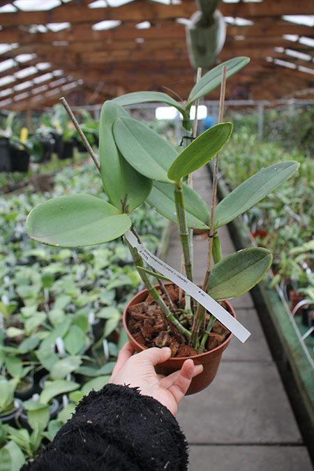 Cattleya amethystoglossa 'Lorena' x amethystoglossa 'Jubarte'.jpg