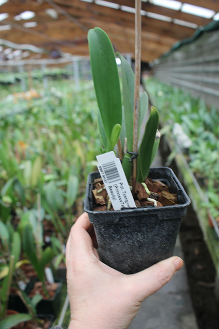 Potinara Tzeng-wen Free x (PrincessTakamado x Blc Chianhoo Beauty).jpg