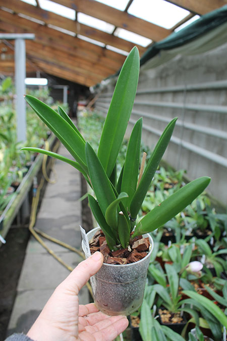 Brassanthe Maikai x Brassocattleya Star Ruby.jpg