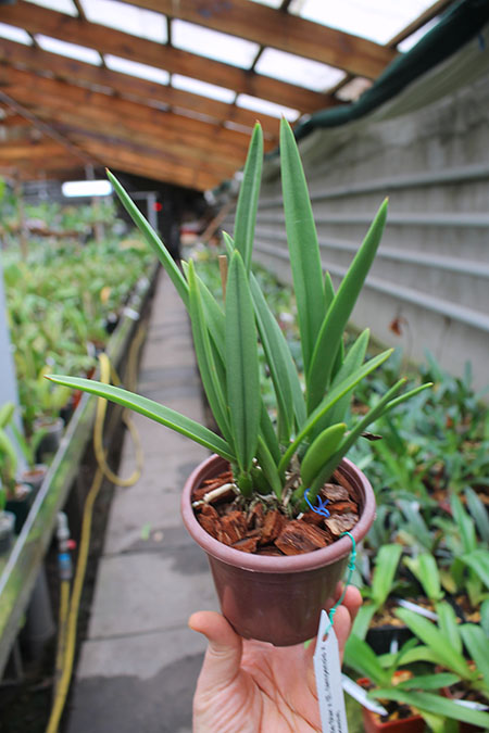Brassavola Little Star x (Encyclia tampensis x phonesia).jpg