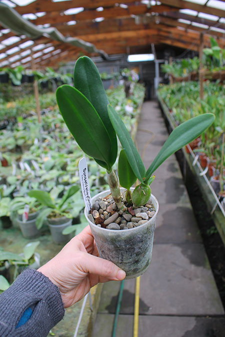 Epicattleya Kyoguchi 'Peter's Pick' x Brassolaeliocattleya Trick or Treat 'Orange Magic'.jpg