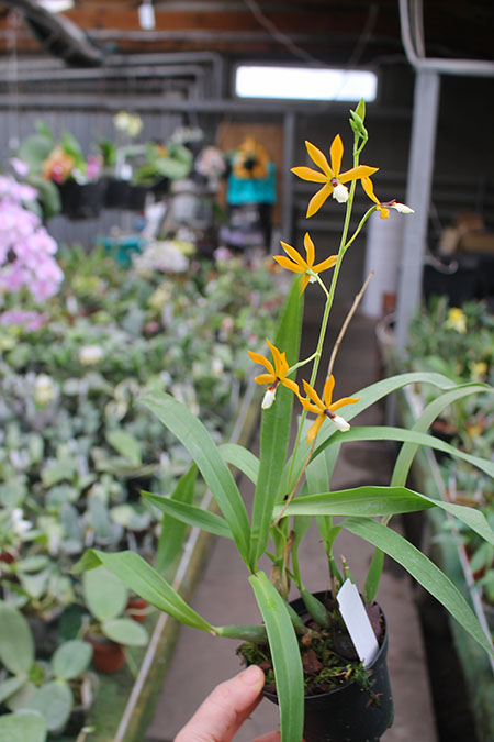 Epidendrum vitellinum x (tripunktatum x semialperta).jpg