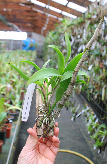 Dendrobium antennatum.jpg