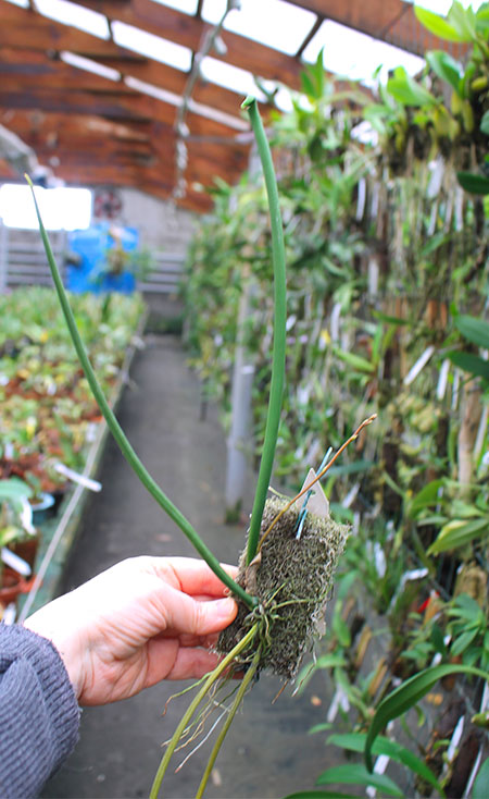 Trichocentrum cebolleta.jpg