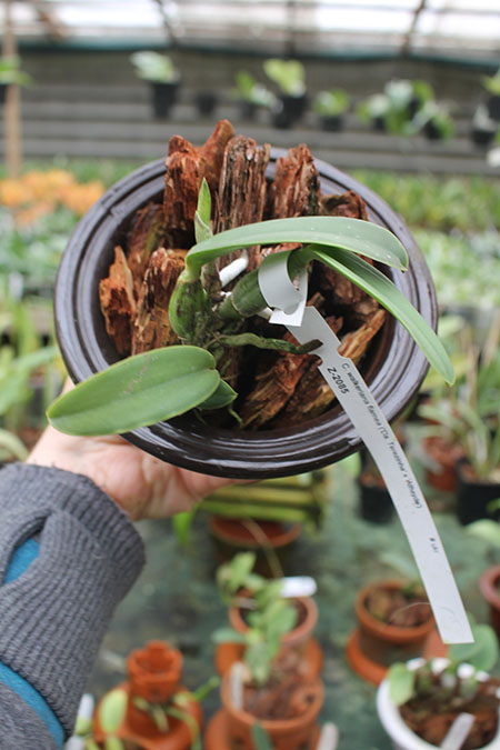 Cattleya walkeriana flamea 'Da Terezinha' x walkeriana flamea 'Athayde'.jpg