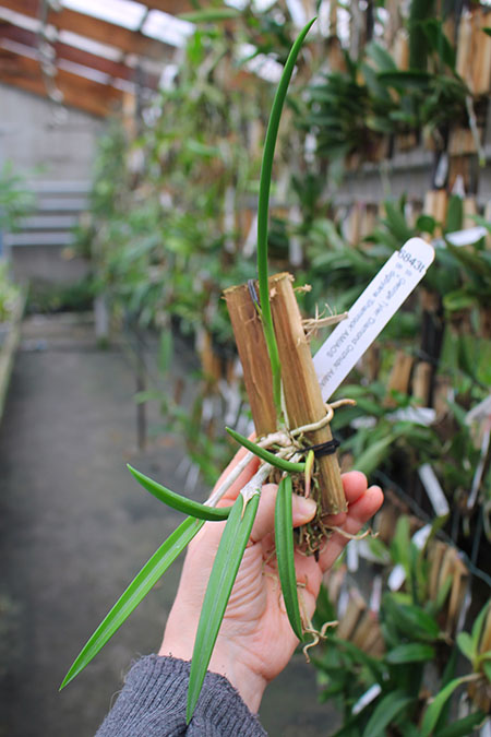 Brassavola George Tyler 'Diamond Orchids' x Brassavola digbyana 'Shamrock'.jpg
