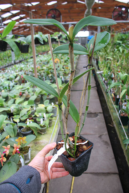Cattleya schofieldiana 'Onca Pintada' (ES) x schofieldiana 'Caioaba' (ES).jpg