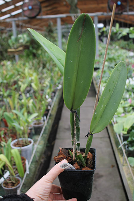 Cattleya maxima.jpg