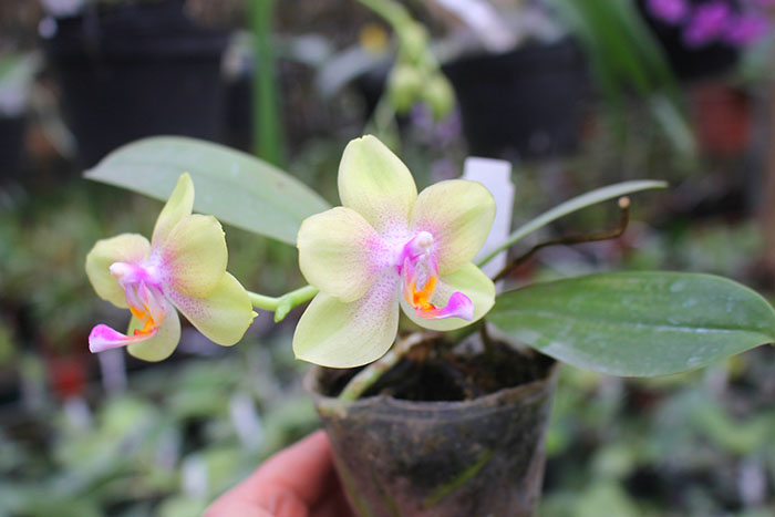 Phalaenopsis (Mituo Golden x Sogo Nihou) x Mituo Prince.jpg