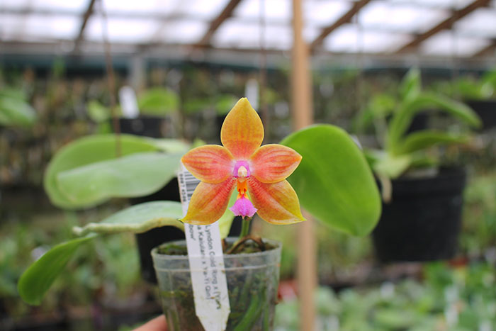 Phalaenopsis Lyndon Gold Ring x (Yin's Bellina Kaiulani x Ya-Yi Qin) 'Rainbow'.jpg