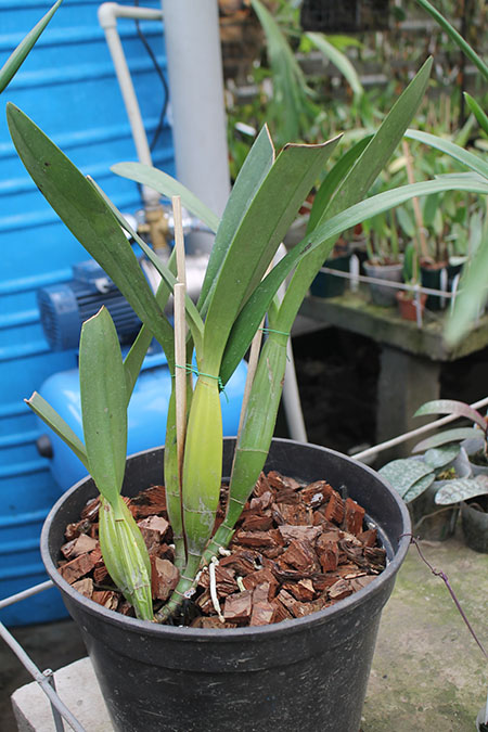 Laelia superbiens.jpg