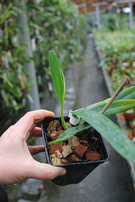 Cattleya mossiae coerulea 'Pedra Azul' x mossiae coerulea 'BH-134'.jpg