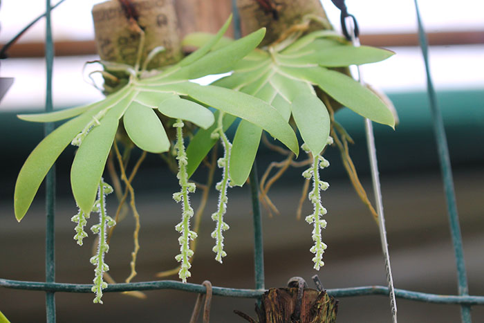 Ornithocephalus cochleariformis.jpg