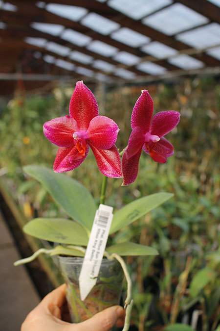 Phalaenopsis Mituo Sun 'Mituo#2' x Mituo King Bellina.jpg