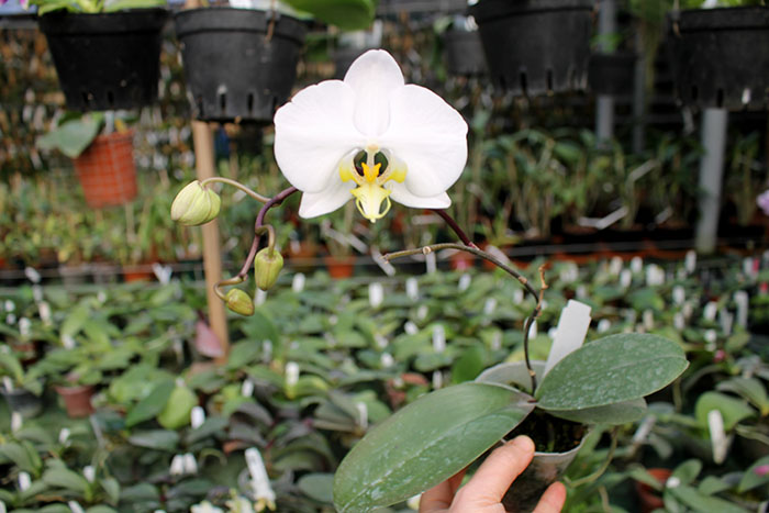 Phalaenopsis amabilis 'Sabah'.jpg
