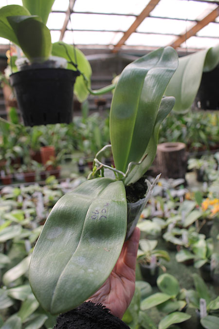 Phalaenopsis Mituo Diamond 'Panda'.jpg