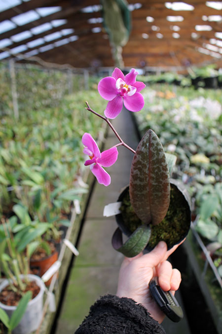 Phalaenopsis schilleriana F535 'Dark Pink Dream'.jpg