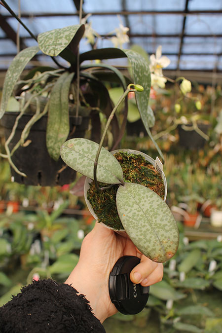 Phalaenopsis Celebes Wave 'Smile Sawn' (Mato Girl x celebensis).jpg