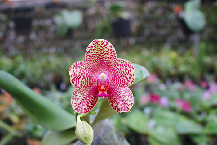 Phalaenopsis Diamond Beauty '1202' x Ld's Bear King 'YK7'.jpg