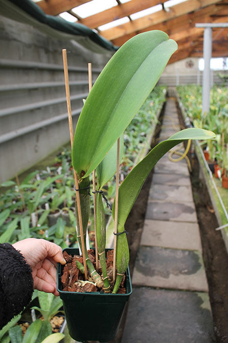 Laeliocattleya Chyong Guu Swan 'Ruby Lip'.jpg