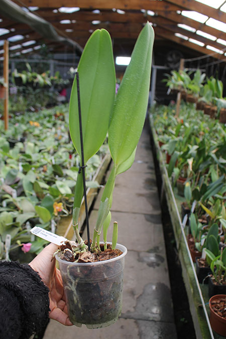 Rhynchosophrocattleya Mormilani Jewel 'Chunfong'.jpg