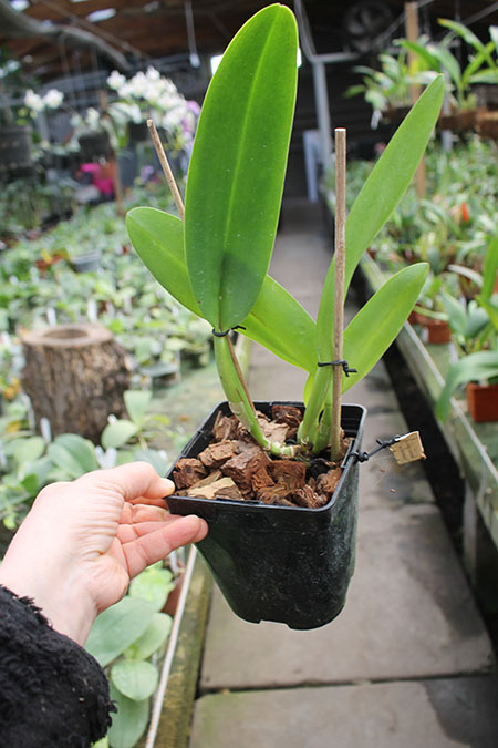 Rhyncholaeliocattleya Chomthong Fancy.jpg