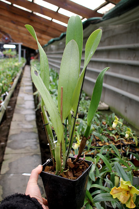 Potinara Chief Emperor 'Sunset'.jpg