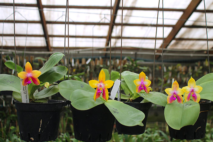 Phalaenopsis LD's Bear King 'YK-14' x Miro Super Star.jpg