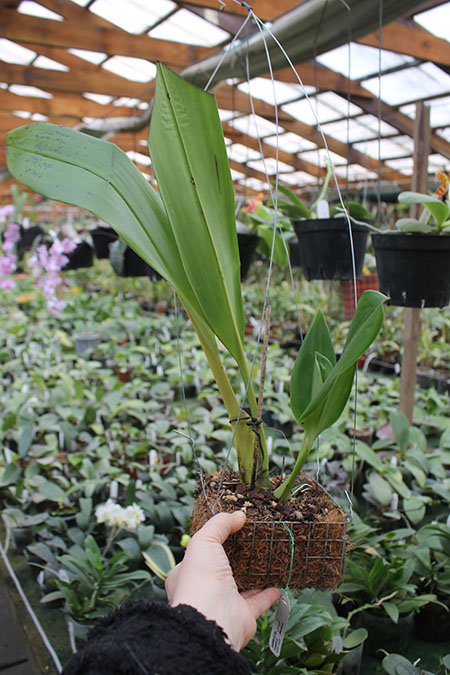 Maxillaria sanderiana.jpg