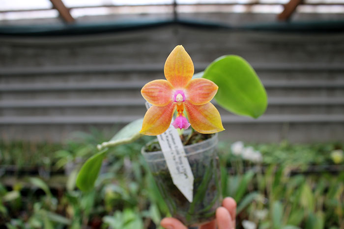 Phalaenopsis Lyndon Gold Ring x (Yin's Bellina Kaiulani x Ya-Yi Qin) 'Rainbow'.jpg