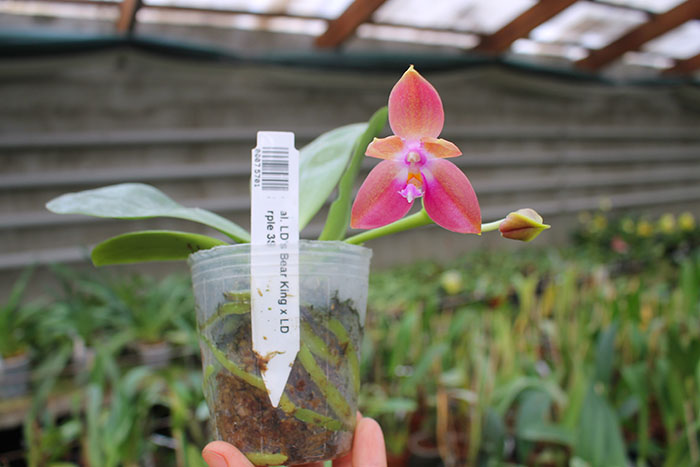 Phalaenopsis LD's Bear King x LD Purple 3S.jpg