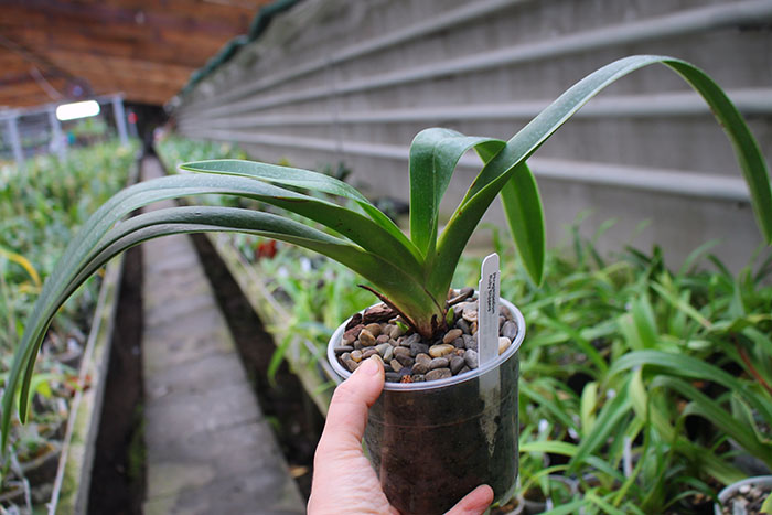 Phragmipedium Super Rubies.jpg